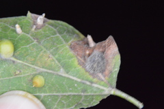 Celticecis pubescens