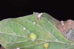 Celticecis pubescens