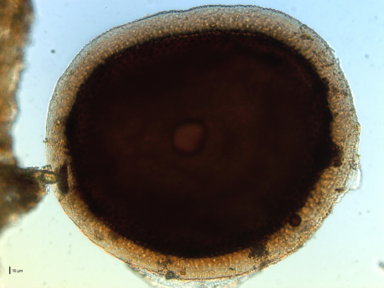 Plumatella repens (Linnaeus, 1758)