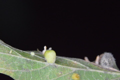 Celticecis pubescens