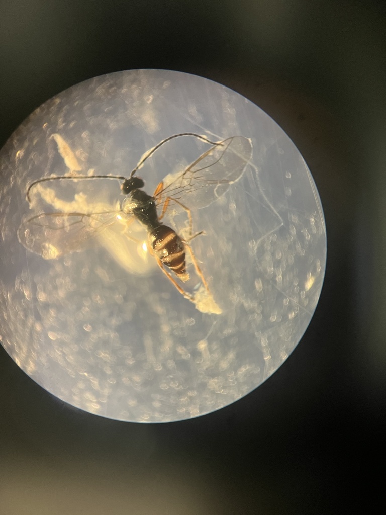 Dacnusa areolaris