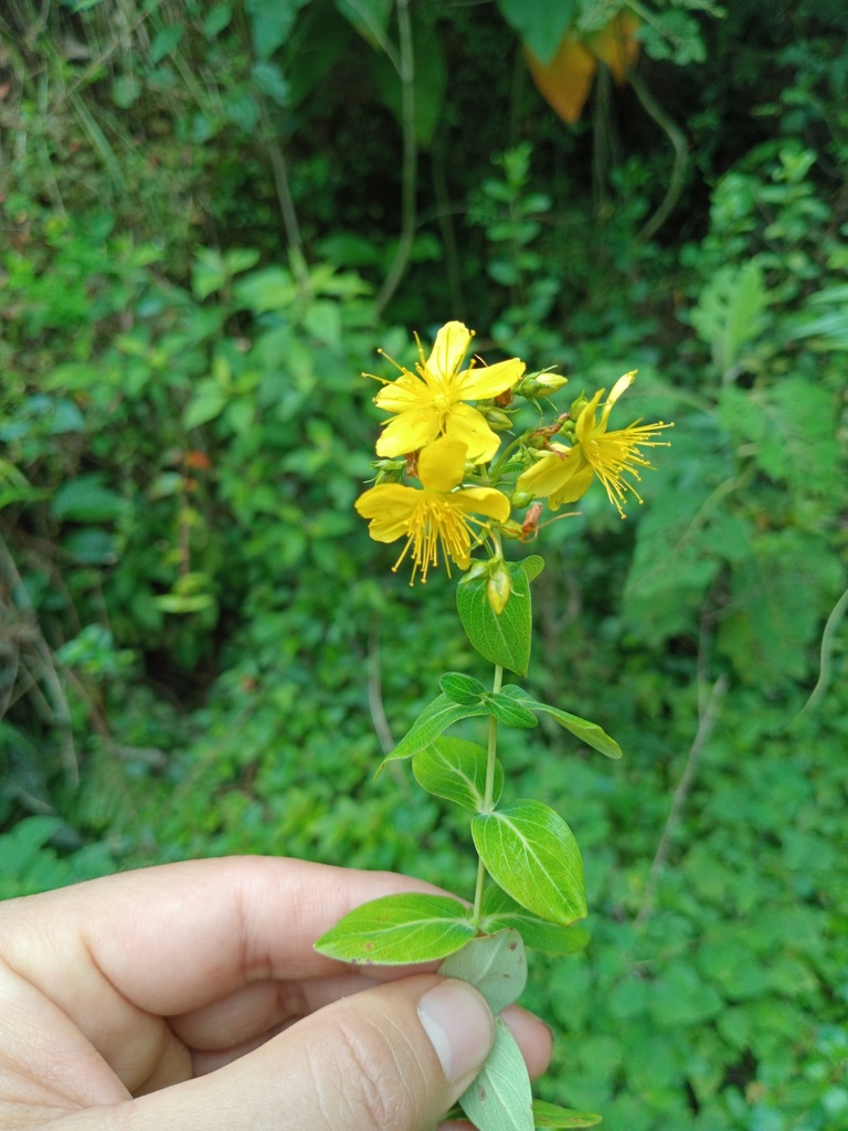 Hypericum oaxacanum
