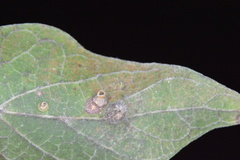 Celticecis pubescens