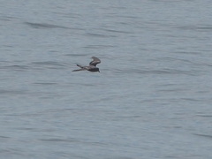 Hydrobates homochroa
