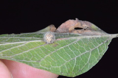 Celticecis pubescens