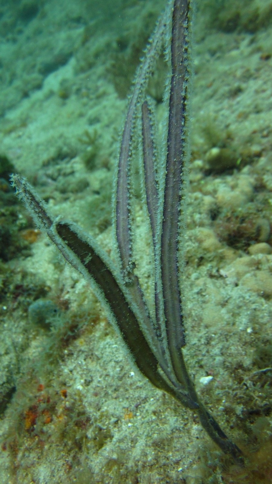 Pterogorgia anceps (Pallas, 1766)