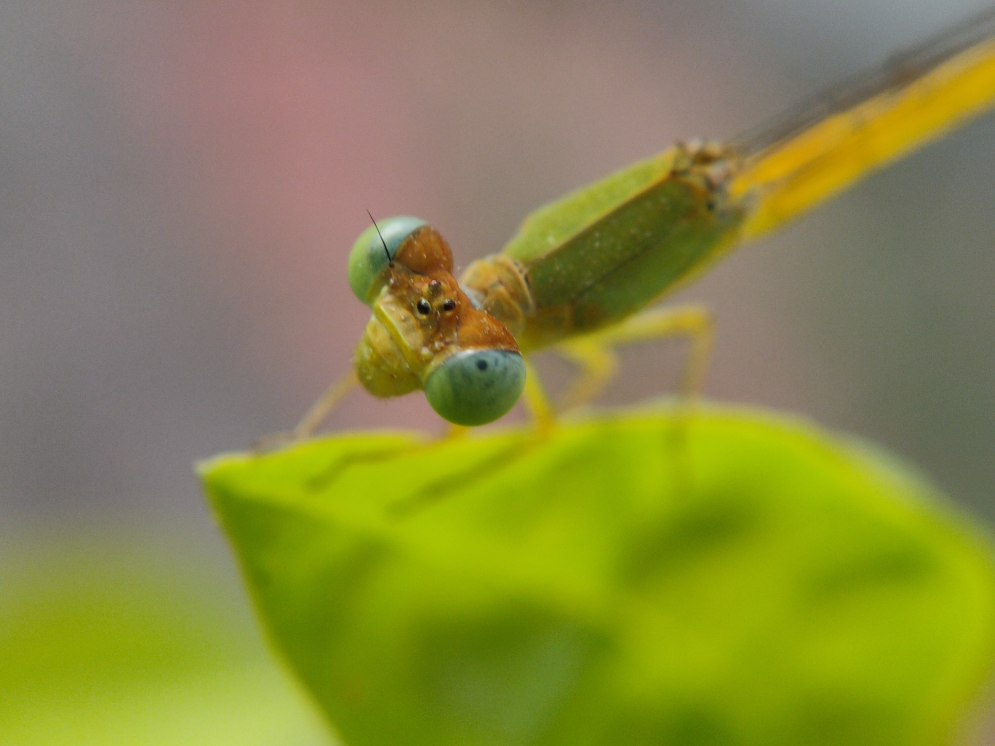 Coromandel Marsh Dart