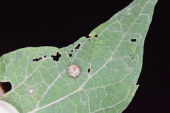 Celticecis capsularis