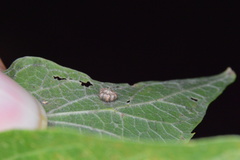 Celticecis capsularis