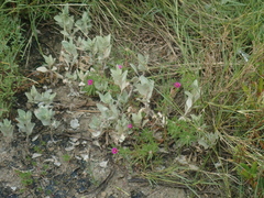 Atriplex maximowicziana