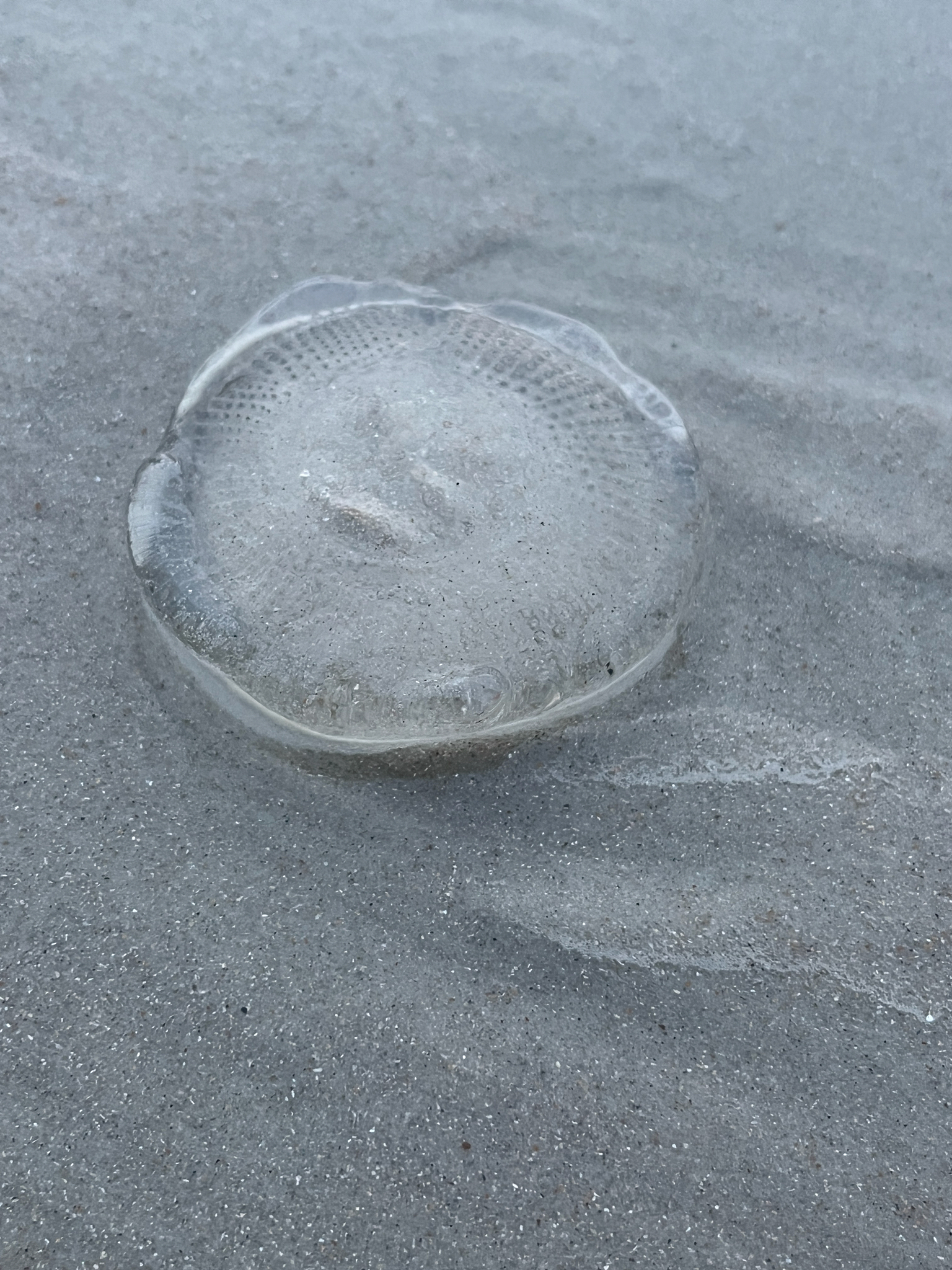 Rhacostoma atlanticum L.Agassiz, 1851