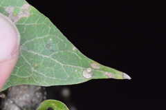 Celticecis aciculata