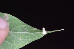 Celticecis aciculata