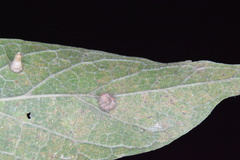 Celticecis capsularis