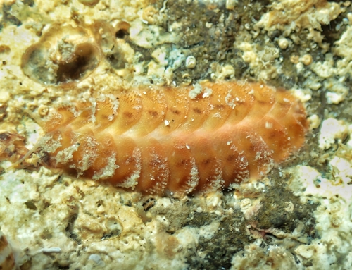 Iphione ovata observed 2025-06-02