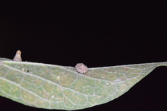 Celticecis capsularis