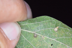 Celticecis aciculata