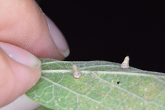 Celticecis aciculata