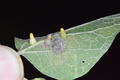 Celticecis pubescens