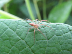 Neoctenus comosus