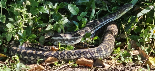 Coastal Carpet Python sighting