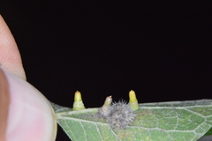 Celticecis aciculata