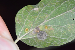 Celticecis aciculata