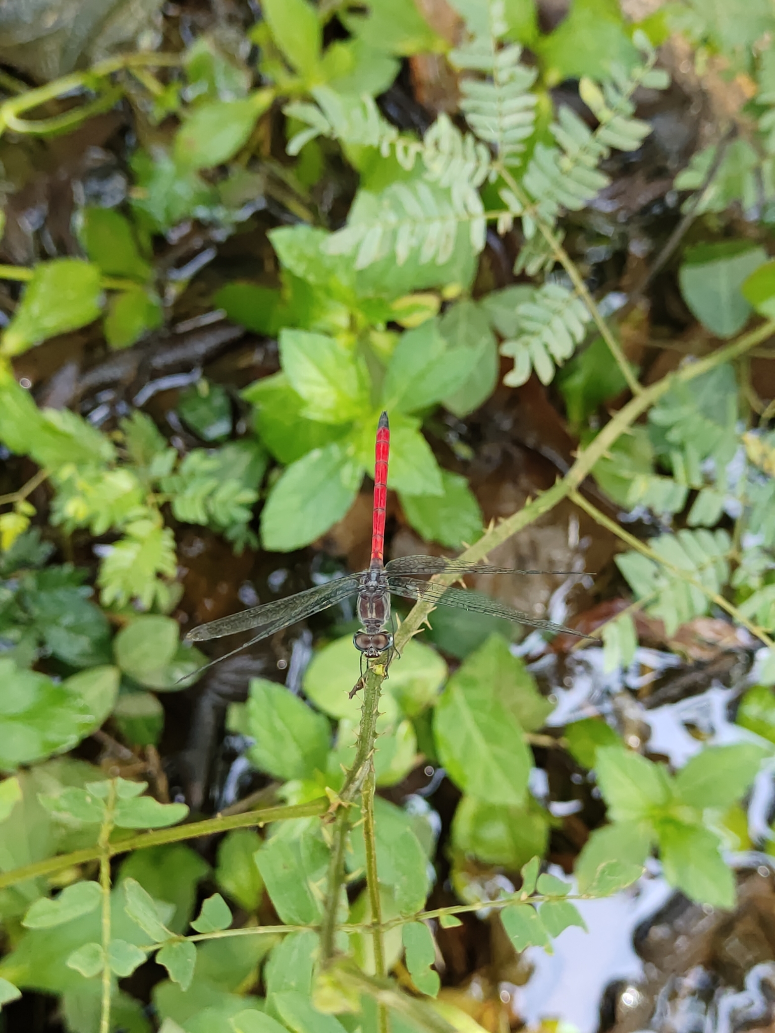 Asiatic Bloodtail