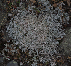 Stereocaulon saxatile