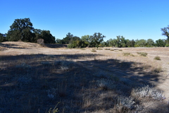 Eriogonum wrightii trachygonum