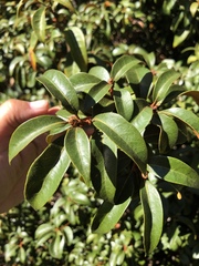 Chrysolepis chrysophylla minor