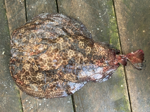 Rosette torpedo (Torpedo bauchotae) — Torpedinidae