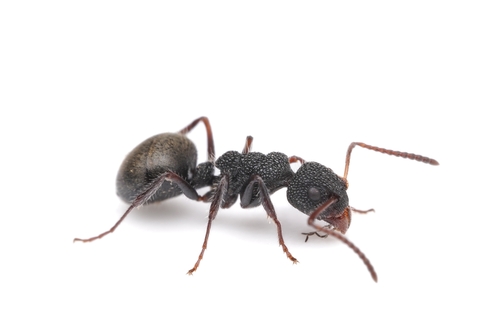 Northern Sharkfinned Dolly Ant photo 4