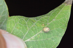 Celticecis pubescens