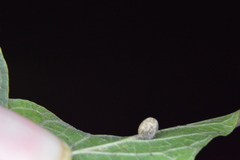 Celticecis pubescens