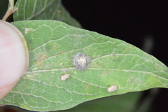 Celticecis pubescens