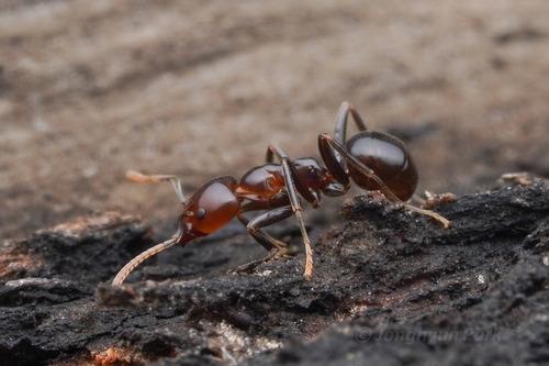 Shining Coconut Ant photo 5