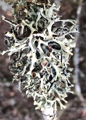 Hypogymnia inactiva
