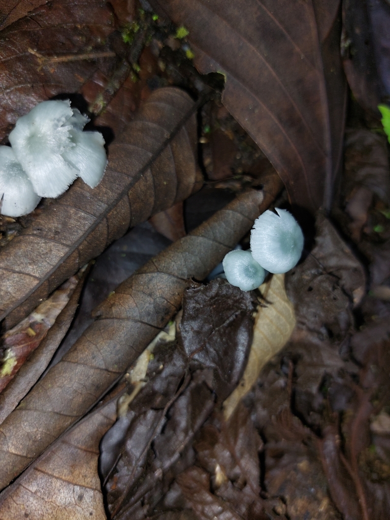 Clitocybula azurea · May 2025 · photo: © rafaellacev (iNaturalist, cc-by)