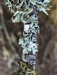 Hypogymnia occidentalis
