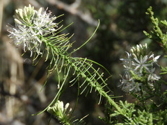 Thelypodium wrightii