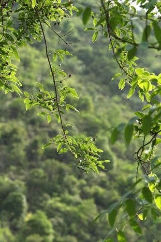 Yellow Cow Wood (Cratoxylum cochinchinense)