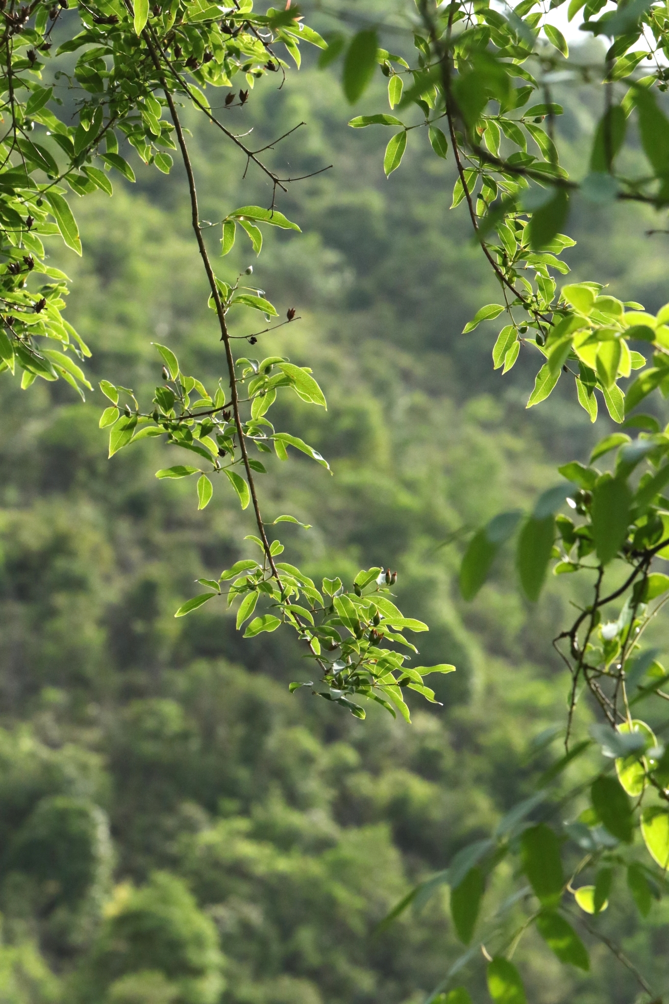 Yellow Cow Wood (Cratoxylum cochinchinense)