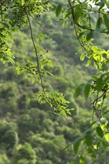 Cratoxylum cochinchinense
