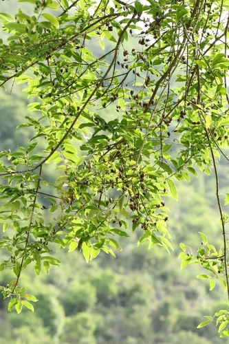 Cratoxylum cochinchinense, photograph 2