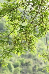 author not stated, no rights reserved Cratoxylum cochinchinense, photograph author not stated, no rights reserved