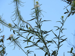 Thelypodium wrightii