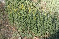 Solidago elongata