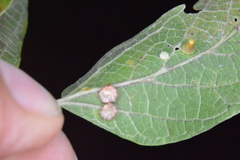 Celticecis capsularis