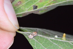 Celticecis capsularis